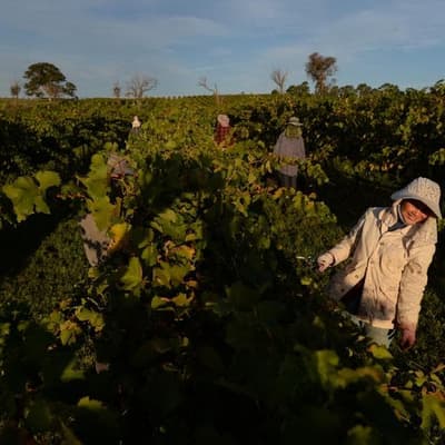 Albanese government flips on Pacific worker guarantee