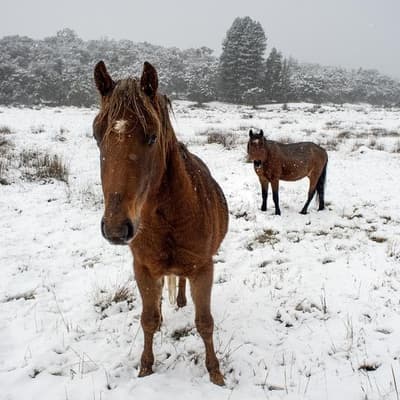 Brumbies' special protection in alpine park set for axe