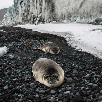 Fears of deadly flu spread on remote Australian island
