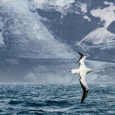 Minister downplays risk of bird flu after seal deaths