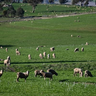 Sheep and beef behind rise in farmer sentiment