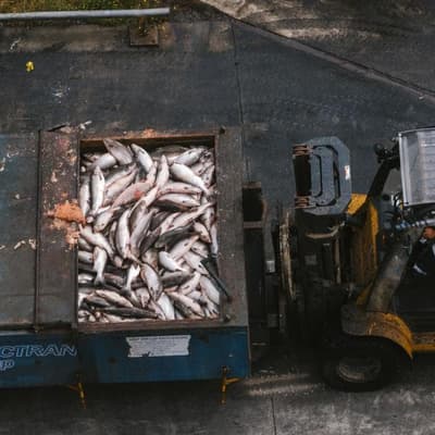 'Delayed decisions' during mass salmon farm deaths