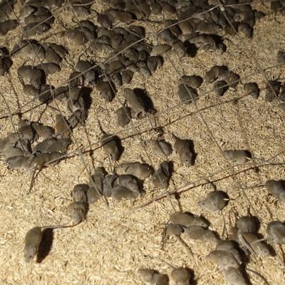 Early warning signs another mouse plague is on the way