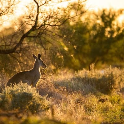 Quiet-quitting conservation undermines green goals