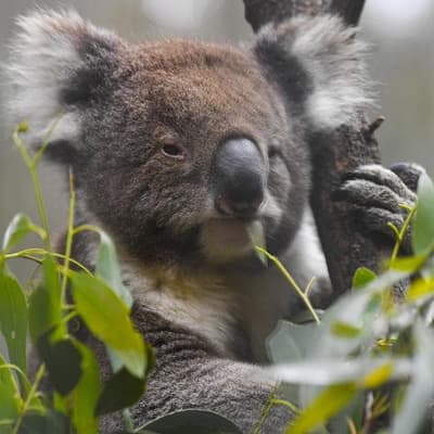 Warning national interest exemption no friend to nature