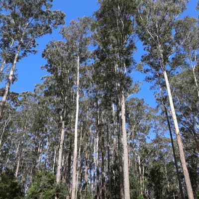 Federal environment laws 'won't fix' project backlog