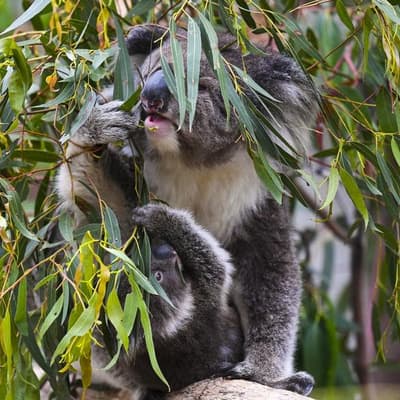 Labor faces major roadblocks in bid to pass nature laws