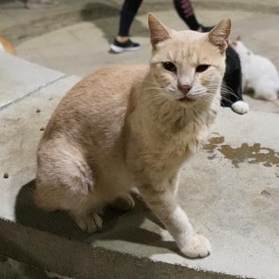 Feral cats on list as New Zealand toughens conservation