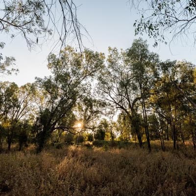 Environment reforms to pass after Labor-Greens deal