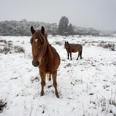 Brumby's days numbered after shift in alpine regions