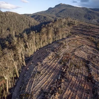 Dirty deal the death knell for forestry industry: Ley