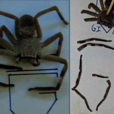 Clues unveiled in hunt for school bomb extortionist