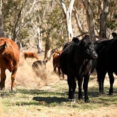 Drought continues but farmers find 'paydirt' at last