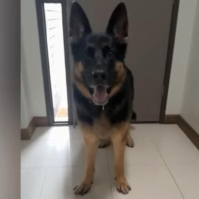 More charges for pet owner after dog found dead in car