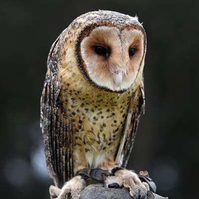 Rat poison that kills native animals taken off Amazon