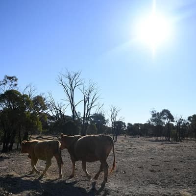 Indigenous-run station turning a wild problem into food