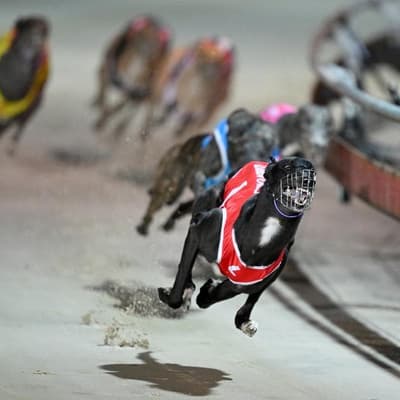 Dog racing review response pushes safety down the track