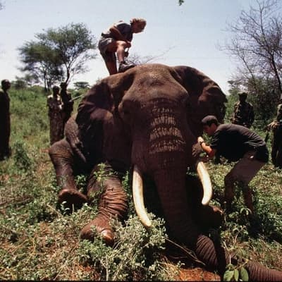 Save the Elephants founder Iain Douglas-Hamilton dies