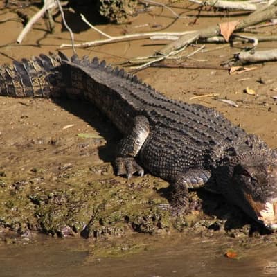 'Claim back our waterways': calls for crocodile culls