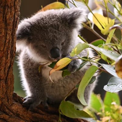 Koala 'misinformation' cry as population counts soar