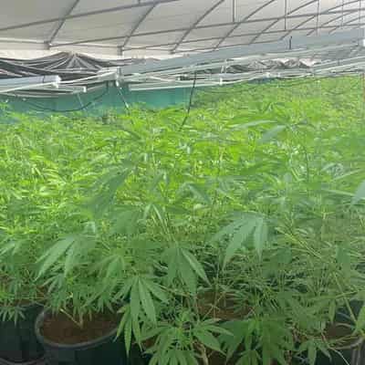 Rural Queensland farm raid sparks $23.1m cannabis bust