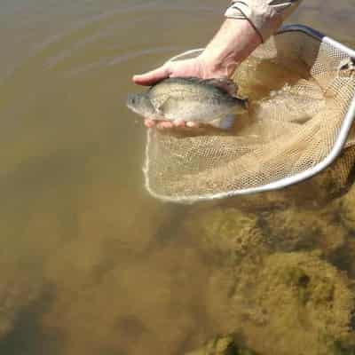 Victorian river wildlife bouncing back from flood havoc