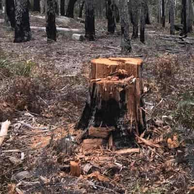 Three charged with stealing firewood from nature park