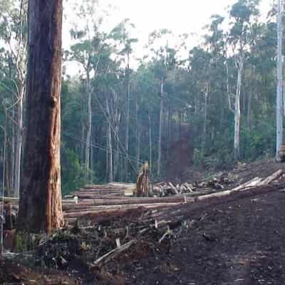 Victoria swings axe to fell native logging industry