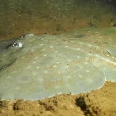 Plibersek demands 'extreme' action to save ancient fish