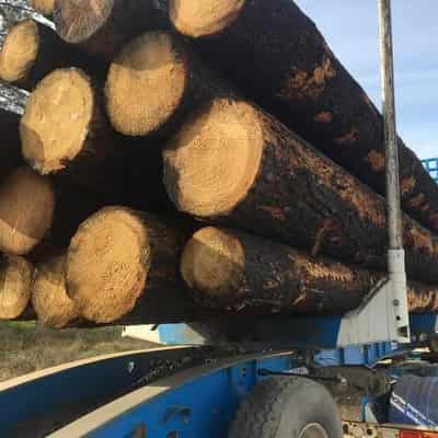 Union boss blasts forests committee after logging exit