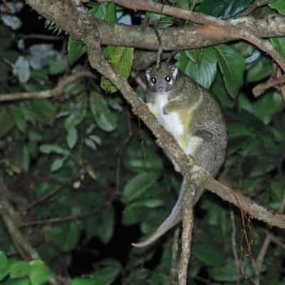 Possum poo holds the key to Burili ulcer outbreaks