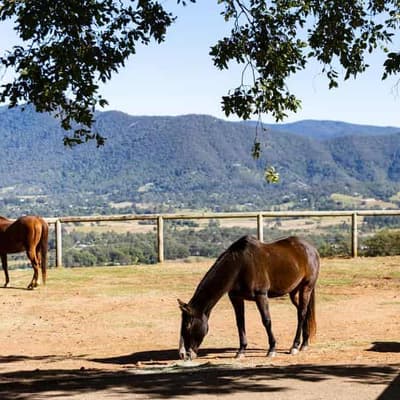 Horses offer 'magnetic' calm for rehabilitation clients