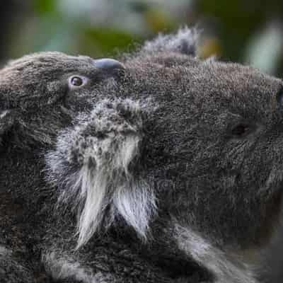 More room for koalas to spread out on NSW north coast