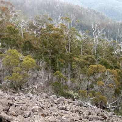 Man shot in neck in hunting accident in Tasmania