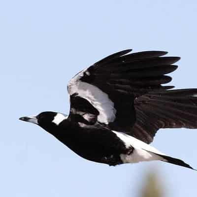 Man fined $2000 over 'callous' magpie killings