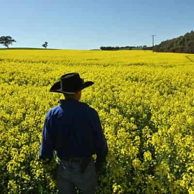 Growers nervous over drier conditions for winter crops