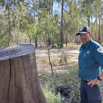 Buyers urged to avoid stoking illegal firewood harvest