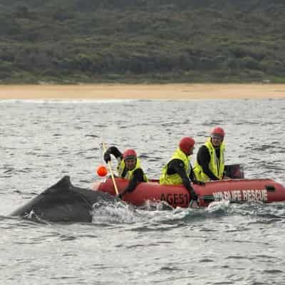 Humpback whale freed after eight-hour rescue