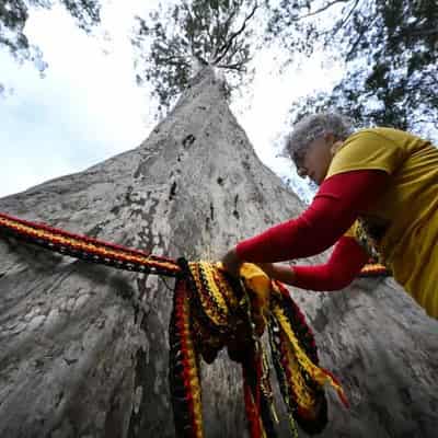 Uncertain future for Australia's tallest spotted gum