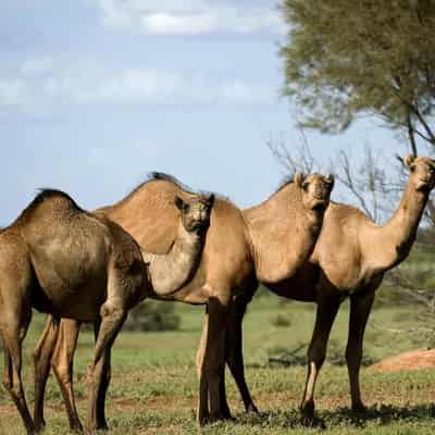 Driver killed as school bus crashes into escaped camels