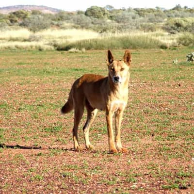'Problem' dingo responsible for child attacks destroyed