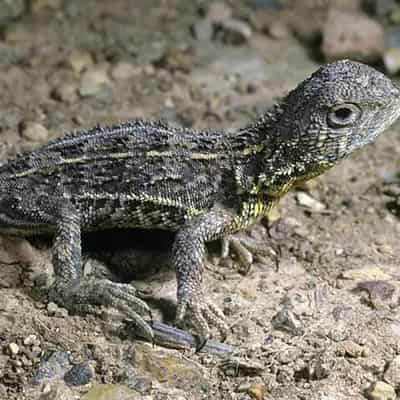 Earless dragon diversity no shield to extinction threat