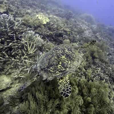 No 'silver bullet' to coral death by disease