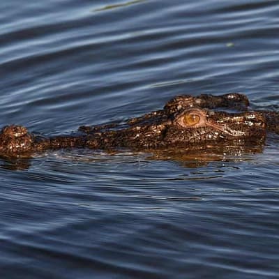 Mystery caller claims to be Queensland croc headhunter