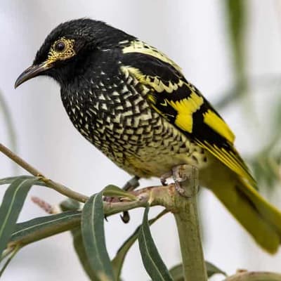 Clearing halted amid fears for highly endangered bird