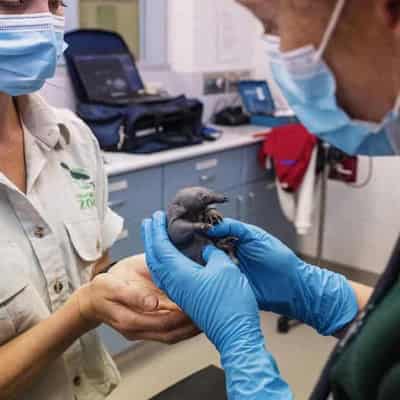 Underpaid Taronga Zoo casuals get $2.6m in back pay