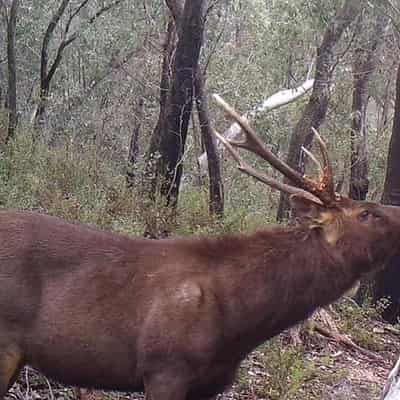 Controls to protect native species against wild deer