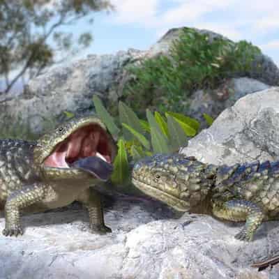 Australian cave researchers dig up quite a big skink