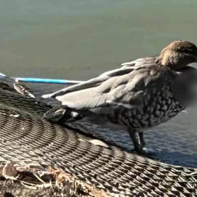 Authorities hunt culprit after duck shot with arrow