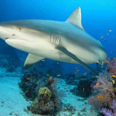 Overfishing takes big bite out of reef sharks globally